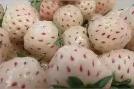 第一次吃他们时的尴尬瞬间图片