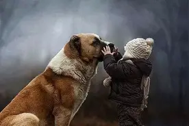 那些怕狗就伤害狗的，我告诉你我忍你们很久了！图片