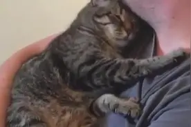 出差把猫寄养朋友家，一个月后再见面，猫做出动作主人心里好暖！