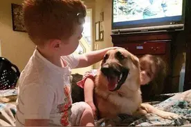 牧羊犬为护主报恩勇斗响尾蛇 被连咬三口死不投降图片