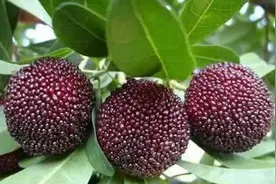 杨梅成熟季节图片