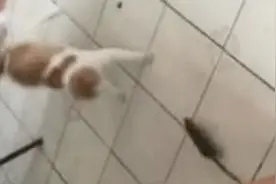 还有没有王法了|老鼠把猫咬的嗷嗷叫！图片