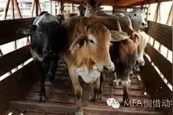 中澳自由贸易协定，中国屠杀进口活牛：我情愿在澳洲被杀图片