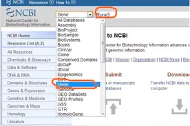 学术搜索—如何利用 NCBI 寻找所需基因的信息？图片