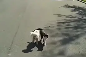 可怜狗狗不幸失明，善良猫咪每天护送它回家，太温暖了图片