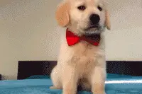 原来狗狗的耳朵有这么多种，你家是哪种？图片