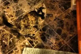 这些擅长掩藏自己的猫，你都能找到它们吗？图片