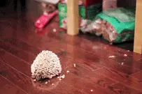 当猫咪遇上了刺猬  又会擦出怎样的火花呢？图片