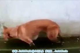 从没见过这么懒的狗 在臭水堆里睡着了(GIF)图片