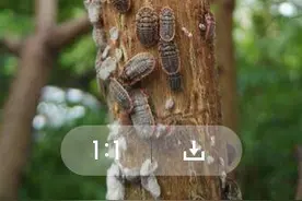 密集恐惧症者慎点！小区树上爬满“怪虫” 居民看得头皮发麻图片