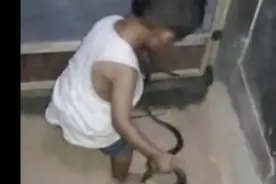 3岁小孩连续手抓9条毒蛇，胆大包天！视频封面