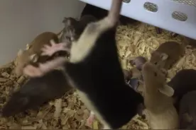 详细老鼠饲养繁殖总篇（个人见解）图片