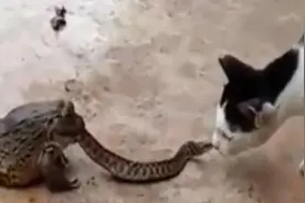 猫蛇大战蟾蜍在后坐收渔翁之利图片