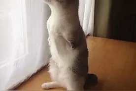 这只被称为袋鼠猫的小猫天生没有前脚，但它却是最快乐的猫咪！图片