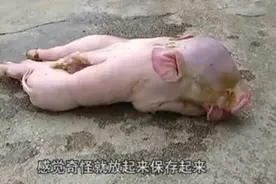 客家地区一母猪产下一头二身四个鼻孔怪异小猪！图片