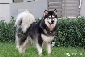 各种狗狗及其身价，狗迷们赶紧收藏起来图片