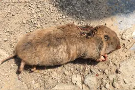 草原害鼠---中华鼢鼠图片