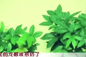 龙眼吃完果核别扔了，随便仍在土里，几天可以就长成盆栽！视频封面