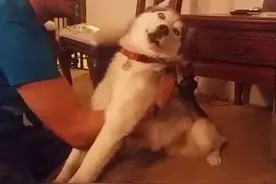 哈士奇不小心吃了大麻做的点心，嗨翻的样子把主人吓坏了图片