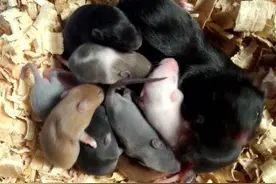 详细老鼠饲养繁殖总篇（个人见解二）图片