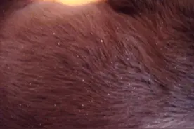 狗狗突然严重掉皮屑，到底是什么原因？图片