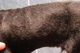 如果平时狗狗有严重掉皮屑的问题，那么这些你不得不注意图片