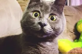 天生一副惊讶脸的小猫，说出原因很心痛！图片