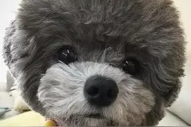 高贵的灰泰迪，它招牌项链与娇萌大眼，绝对秒杀你！图片