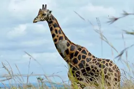 长颈鹿脖子为什么那么长？你真的知道么图片