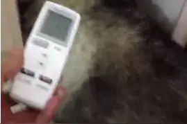 犯错的哈士奇 有种执迷不悟的气质图片