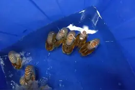 你见过一个海螺7000块一个吗？图片