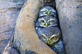 这些猫头鹰被拍摄记录下来，看起来却好不真实图片