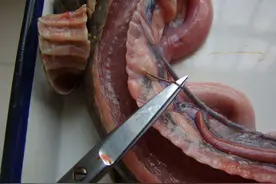 蛇全身是宝，人工养殖时，一定不要犯以下大错！图片