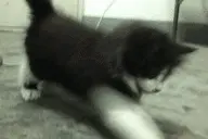 喵汪躲猫猫大战，心疼主人的大白腿！图片