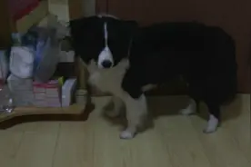 主人拿玩具逗狗狗玩，没想到狗狗这么害怕，真是白长这么大了图片