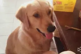 主人吃午饭，狗狗在一旁等待主人喂食，真的等的好辛苦啊！图片