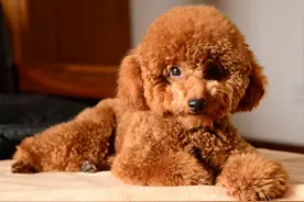 随时随地卖萌的小泰迪，喂养时要注意这几点才最好！图片