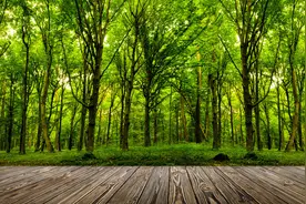 一个华科硕士和木头的故事图片