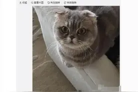 Angelababy  女神狂爱折耳猫图片