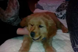 68天的黄金寻回猎犬--胖墩儿狩猎记图片