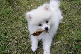 博美幼犬与贵宾犬的区别图片