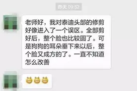 泰迪装修剪：耳朵放下来脸就变形怎么办？图片