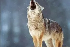 狼——动物界最有情有义的典范！图片