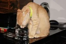 猫咪们是怎么喝水的？真是八仙过海各显神通图片