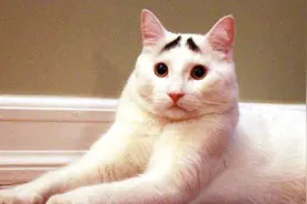 如何训练猫咪使用抽水马桶你知道吗？图片