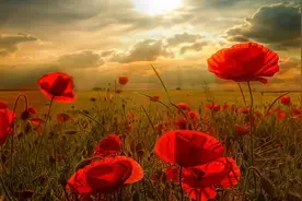 那朵美丽的玫瑰花，凋谢了图片