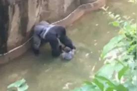 小男孩掉进大园区后大猩猩被当场射杀，真相却让大家气到怒火冲天图片