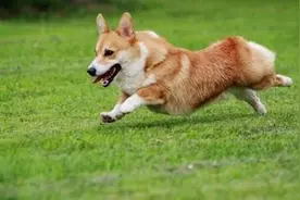 短腿控注意了，前方高能，萌萌哒威尔士柯基犬正在袭来图片