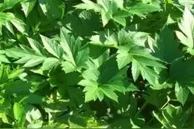 长见识，这就是秦始皇寻找的长生不老药图片