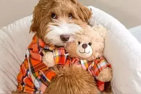 拉布拉多贵宾犬，软萌的贴心小棉袄图片